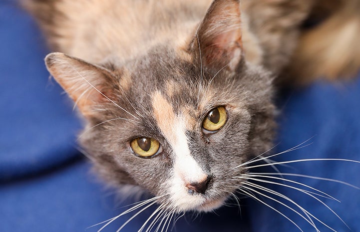 Dilute calico with amber eyes and medium-length hair looking up at the camera