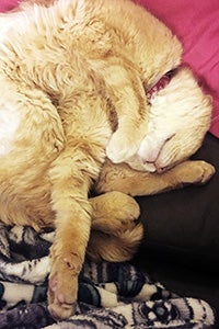 Hootie the cream colored tabby cat taking a nap