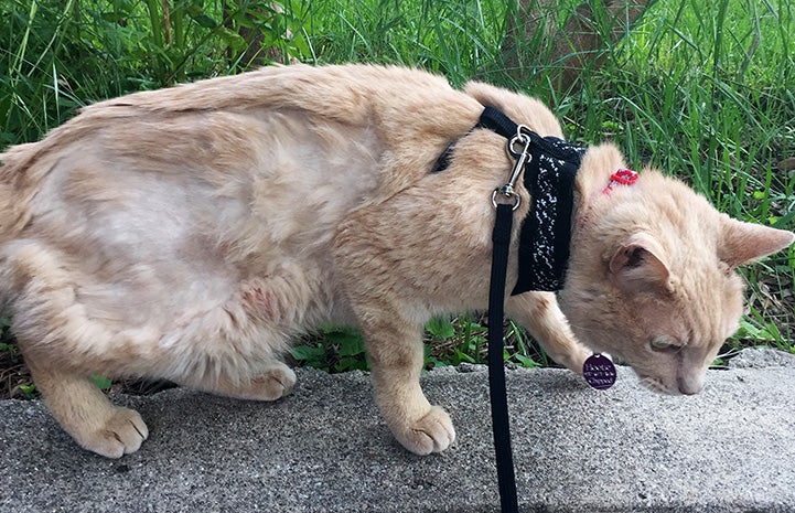 Hootie the cat taking a supervised walk on a leash outdoors
