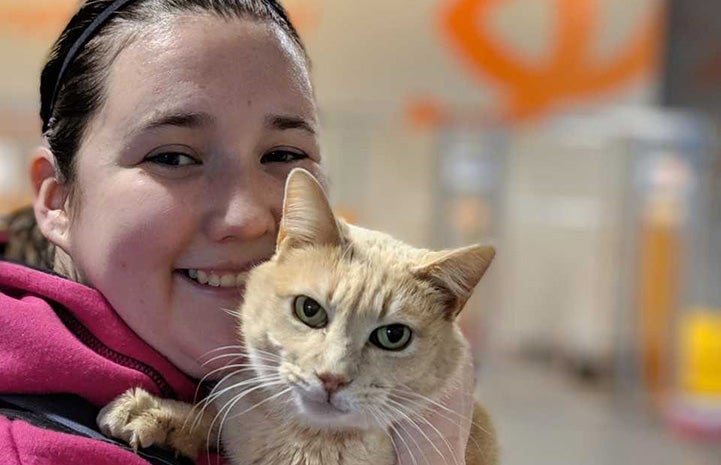 Hootie the cream tabby cat being adopted