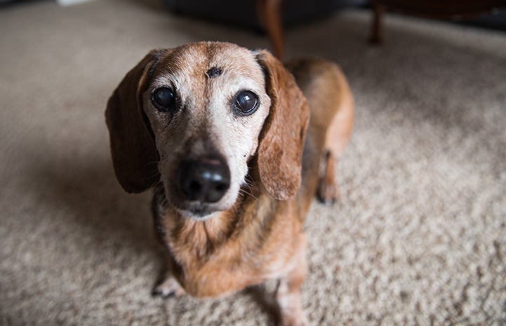 Senior dachshund with graying face looking at camera