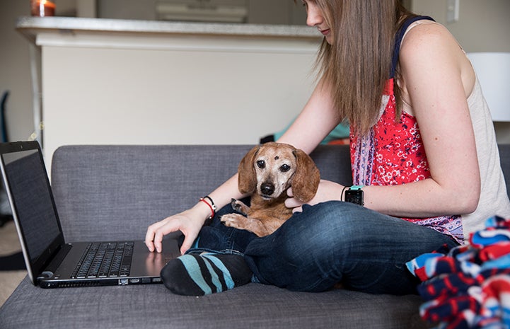 Pepsi the senior dachshund sitting in Brittany Joy Drew's lap while she works on her laptop computer
