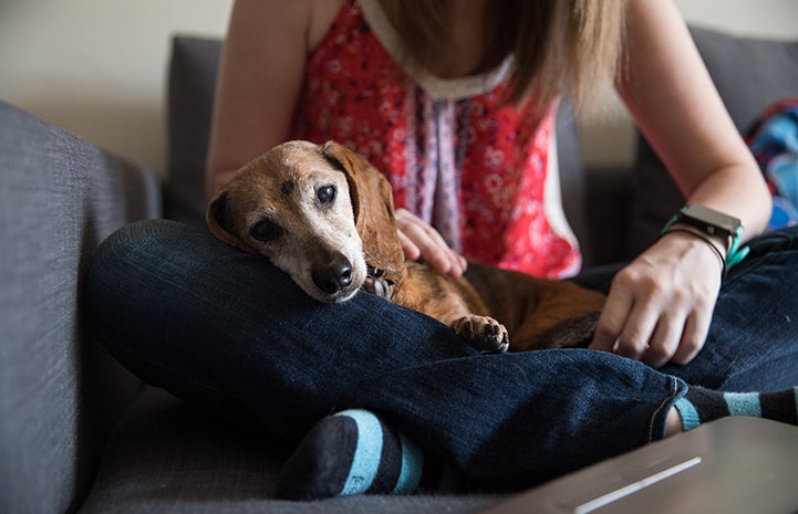 Senior dachshund, Pepsi, lying in Brittany Joy Drew's lap