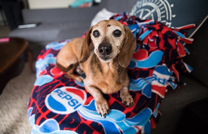 Tan colored Dachshund, with graying on his muzzle, sitting on a blanket that shows some Pepsi logos