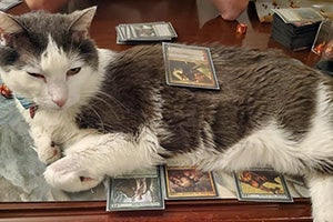 Grandpa Sharky the cat lying in the middle of a card game
