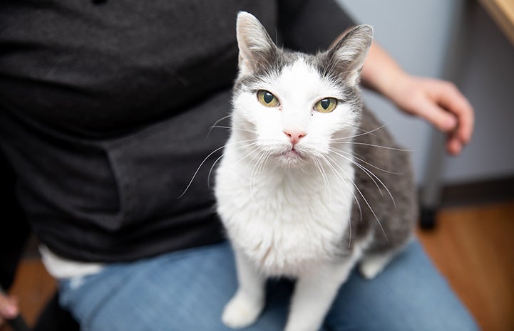 Grandpa Sharky the white and gray cat sitting on a person's lap