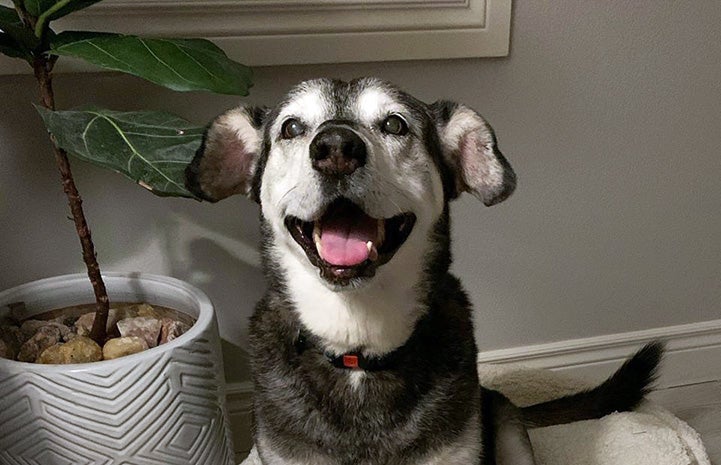 Jack the dog sitting on a dog bed with mouth open in a smile