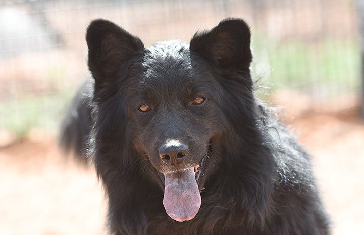 The face of Donner the dog at Best Friends Animal Sanctuary