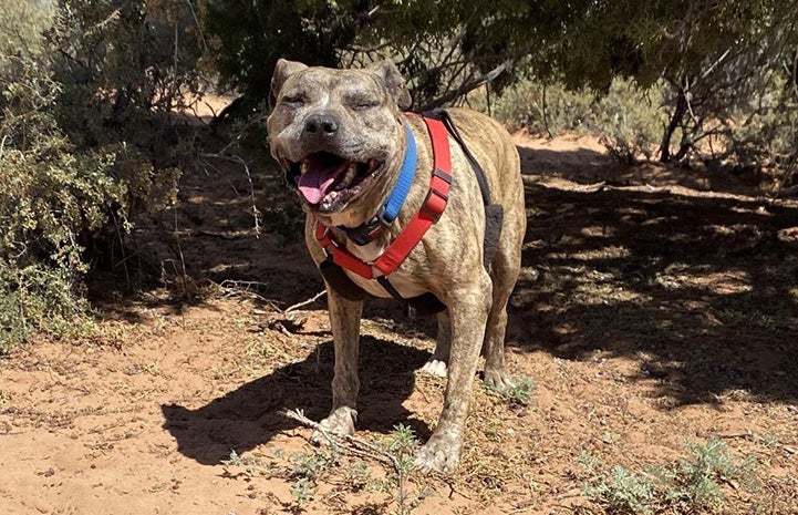 Gemma the senior brindle pit bull terrier outside with eyes closed