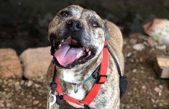 Gemma the senior brindle pit bull terrier wearing a red harness