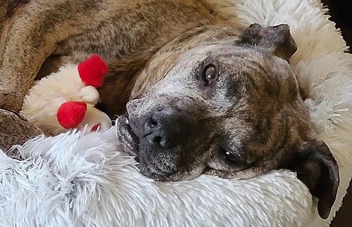 Gemma the senior brindle pit bull terrier lying in a dog bed with a toy