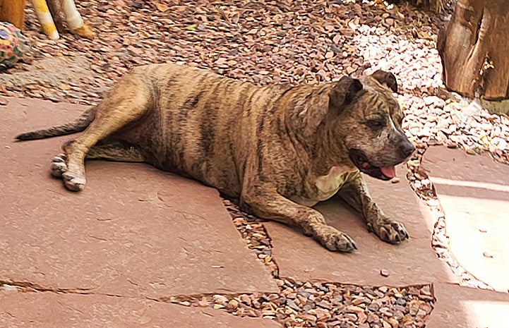 Brindle colored senior pit bull terrier Gemma lying outside