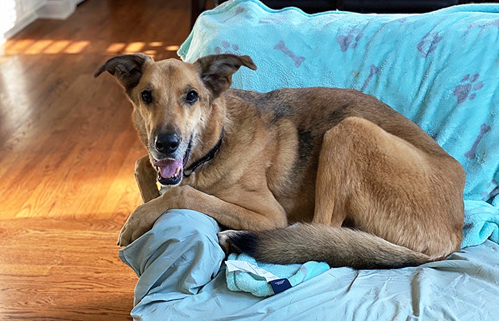 Kangaroo the senior dog lying on a couch covered in a blue blanket