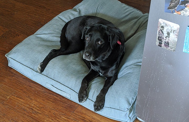 Kenya the dog lying on a bed