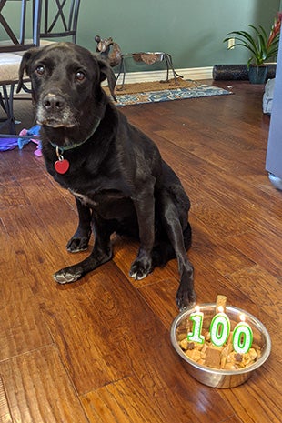 Kenya the dog with her 100th birthday cake