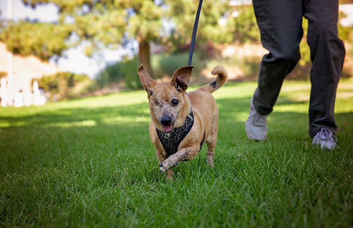 Minx the senior dog with one eye running