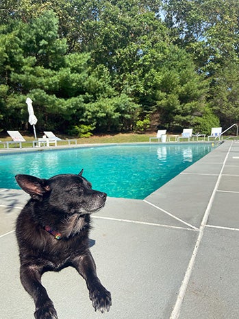 Pepito the dog lying next to a swimming pool