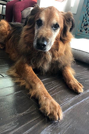 Tate, a reddish brown fluffy dog with graying muzzle