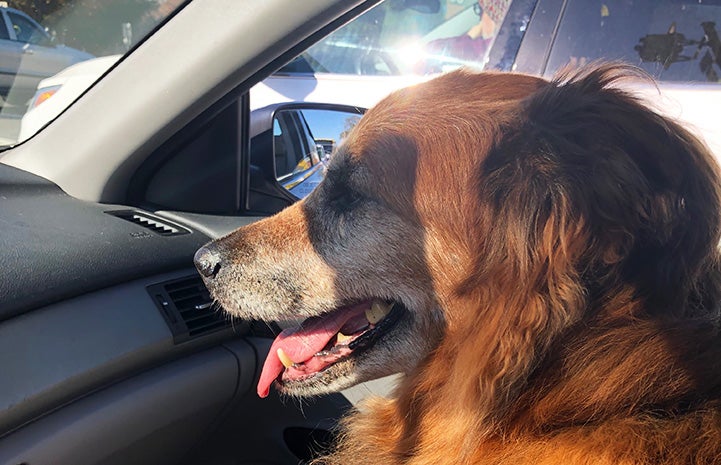 Tate the dog with his mouth open in a smile while riding in a car