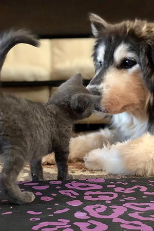 Roger the kitten nose-to-nose with Gary the dog