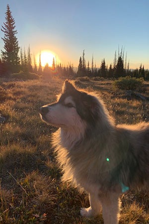 Gary the dog backlit with a sunset behind him