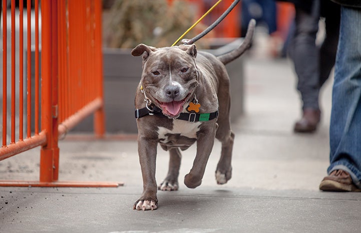 Sheen the dog out on a walk