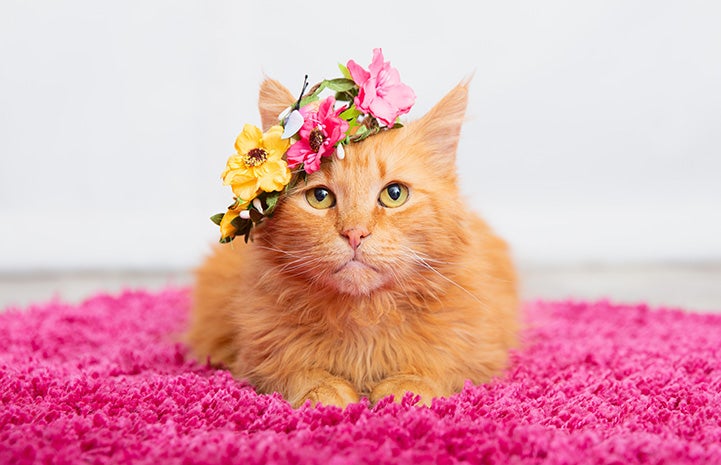 Orange tabby cat Peaches on a pink blanket wearing a flower crown