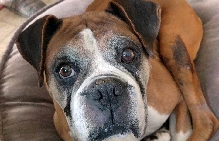 Senior boxer dog lying down on a couch or chair