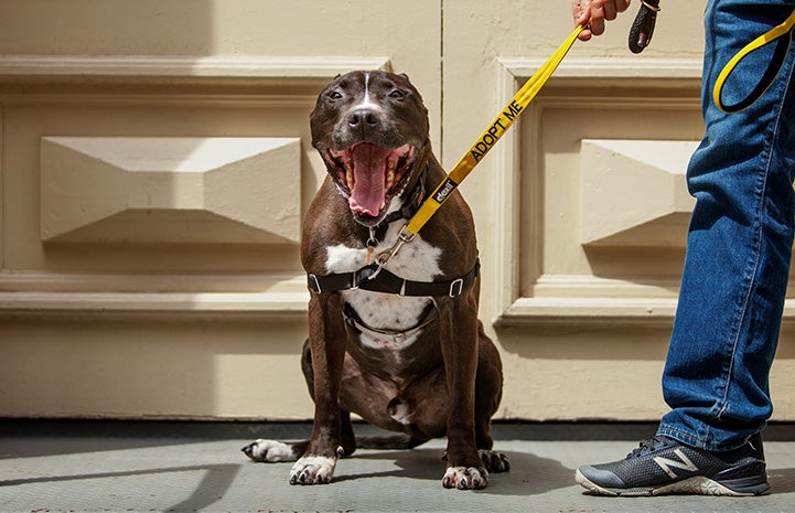 Apollo, a black and white pit bull terrier, sitting and yawning while out on a walk