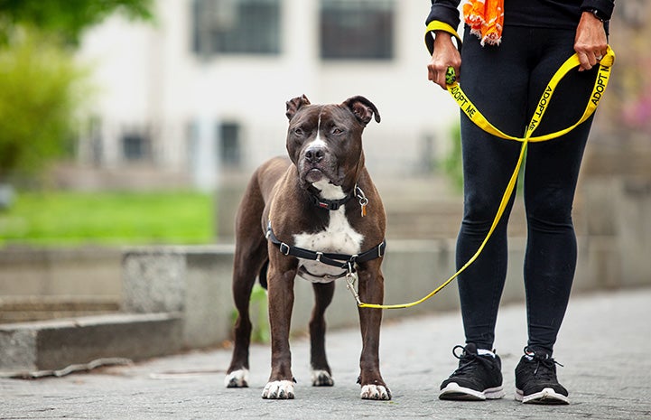 Person walking Apollo the pit bull terrier with a harness and Adopt Me leash