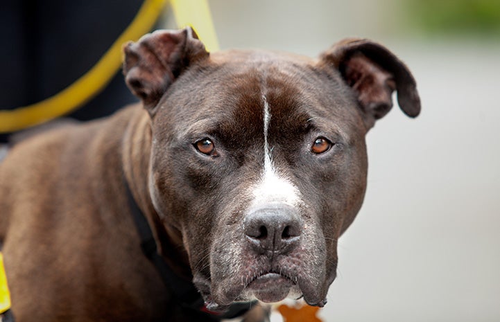 Black and white senior pit bull terrier, Apollo, looking at the camera