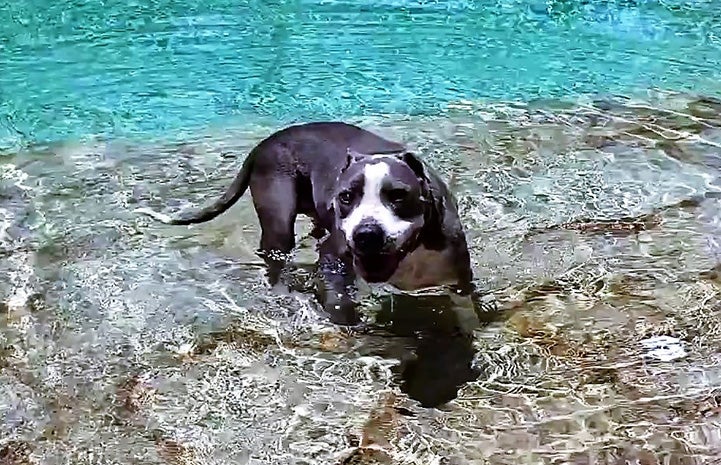 Rocco the dog enjoying himself in the water in a pool