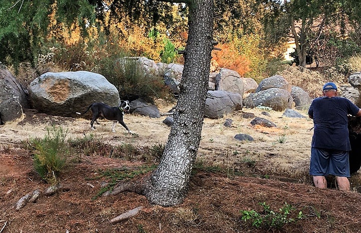 Rocco the dog out on a hike in the woods with a man