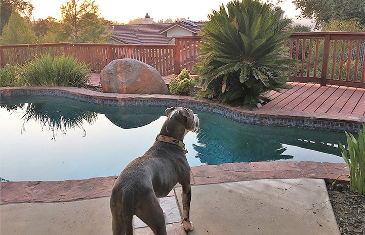 Senior pit bull Rocco beside a swimming pool