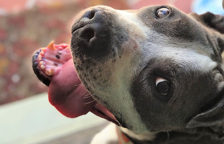 Senior pit bull terrier looking backward with a smile on his face and tongue out