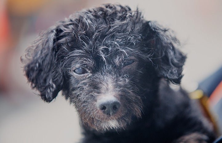 The face of Luigi, a black, senior poodle who was available for adoption from the Best Friends Lifesaving Center in New York