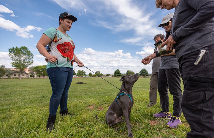 Chunk the dog sitting and staring at a treat while other people are watching