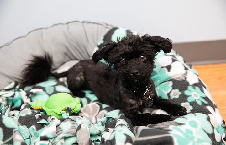 A recently groomed Squeak the black fluffy dog lying in a dog bed