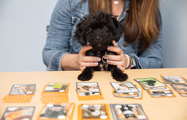 Squeak the dog being held in front of a solitaire card game