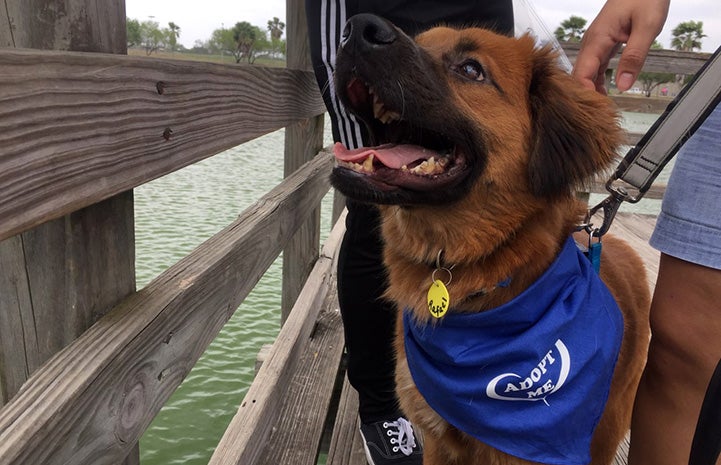 Fluffy brown dog wearing a blue Adopt Me bandanna while out on a field trip from the shelter