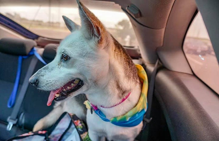 Nebula the dog in the back seat of a car while on a field trip out of the shelter