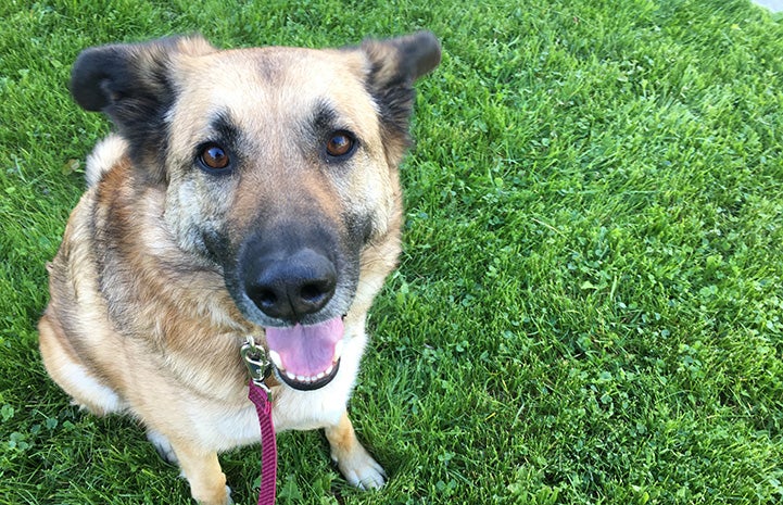 Polly the German shepherd on some green grass