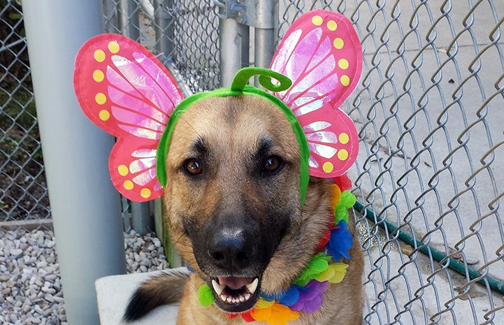 Polly the German shepherd with butterfly wing on her head