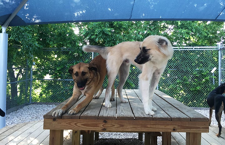 Polly the German shepherd with another dog on a wooden platform within a fenced in area