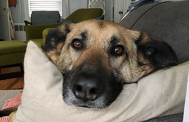 Polly the German shepherd dog lying her head on a couch