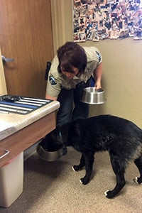 Dog receiving some training from Bailee Mabe, supervisor for Santa Clara-Ivins Animal Control