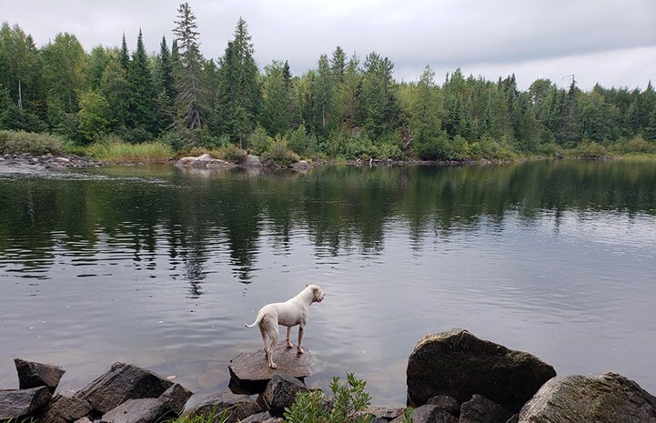Doc the dog on a rock in a lake with pine trees in the background