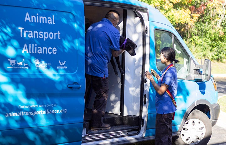 Pair of people loading a dog into a blue Animal Transport Alliance transport van