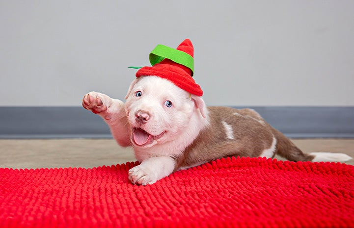 Brown and white puppy wearing an elf hat with his paw up in the air