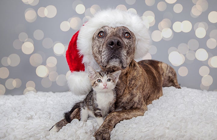 Brindle pit bull terrier wearing a Santa hat with a kitten sitting between his legs